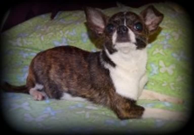 Hazelnutty, a Chihuahua tested with EmbarkVet.com