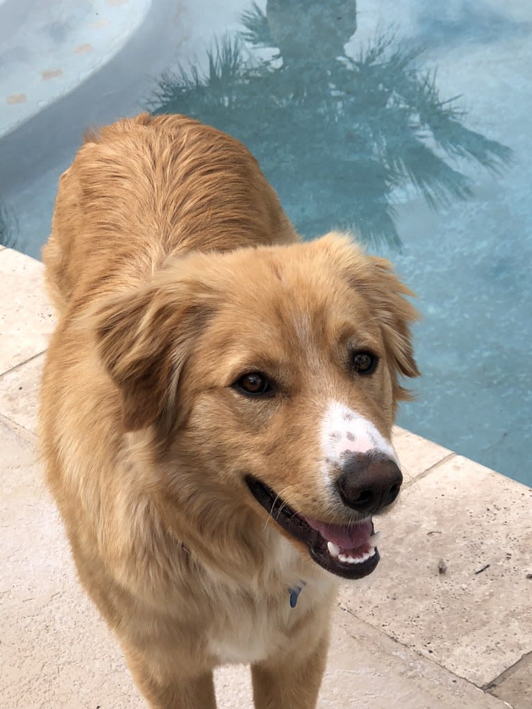 Rusty, a Border Collie and Australian Shepherd mix tested with EmbarkVet.com