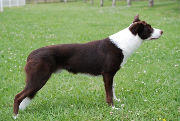 Kepa, a Border Collie tested with EmbarkVet.com