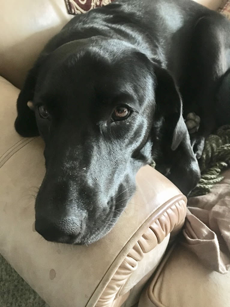 Lucy, a Labrador Retriever tested with EmbarkVet.com