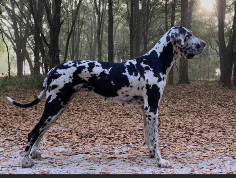 Molly, a Great Dane tested with EmbarkVet.com