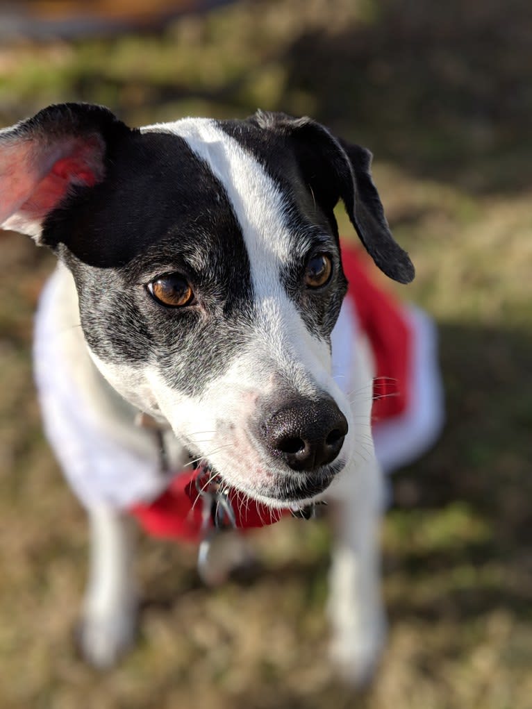 Rosebud, a Rat Terrier and Chihuahua mix tested with EmbarkVet.com