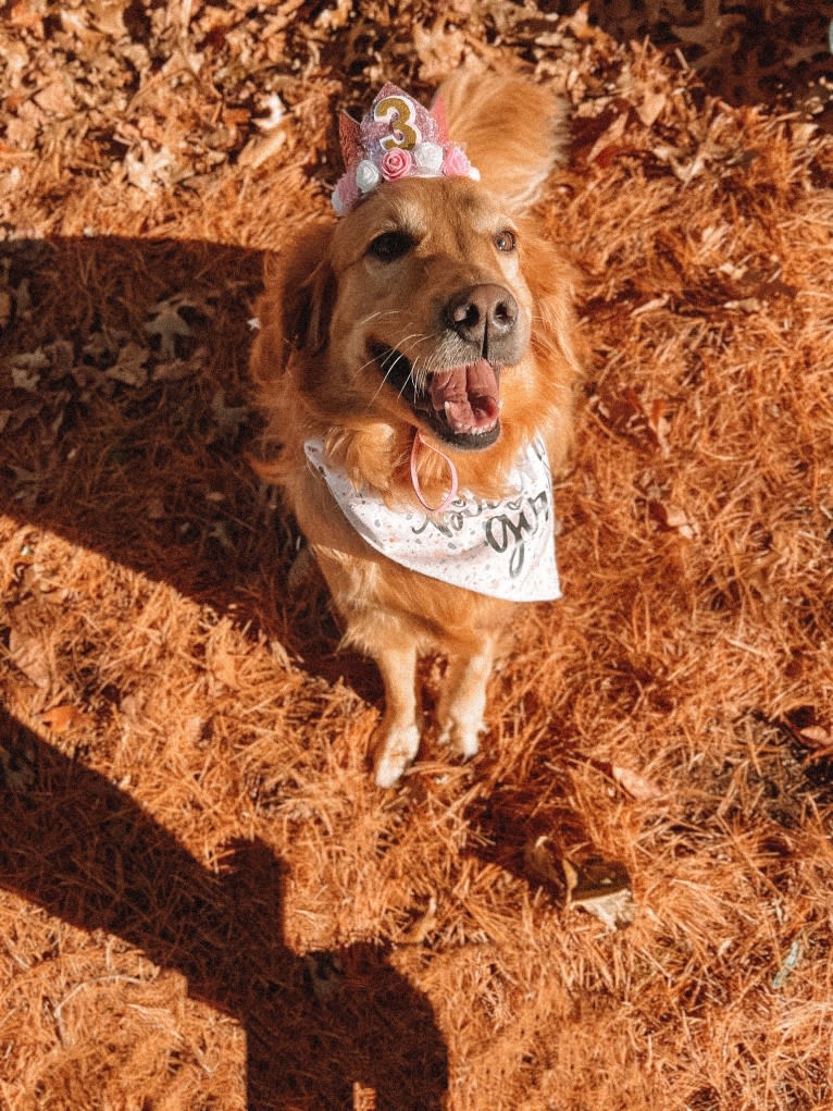 Marley, a Golden Retriever tested with EmbarkVet.com