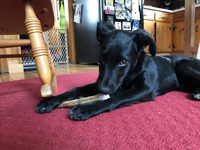 Joey, an American Village Dog tested with EmbarkVet.com