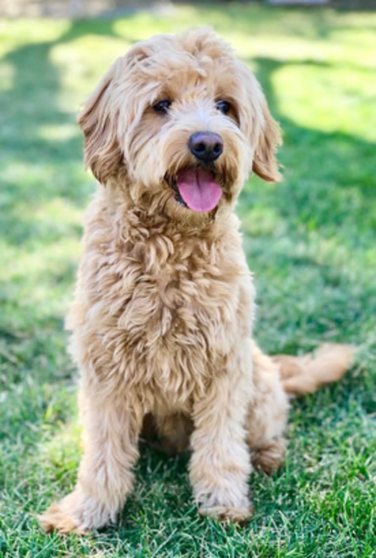 Knox, a Goldendoodle tested with EmbarkVet.com