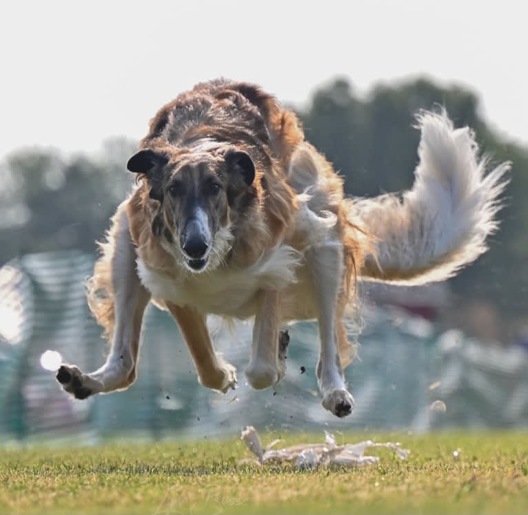 Bene, a Borzoi tested with EmbarkVet.com