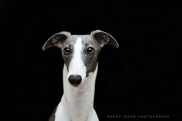 Lapis, a Whippet tested with EmbarkVet.com