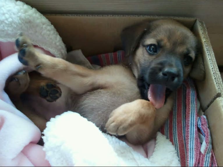 Daisy, a Labrador Retriever and Rottweiler mix tested with EmbarkVet.com