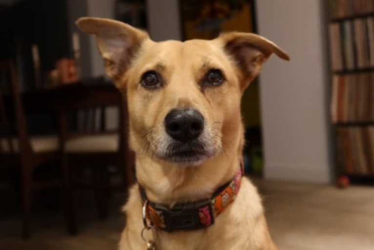 Zara, a Rottweiler and German Shepherd Dog mix tested with EmbarkVet.com