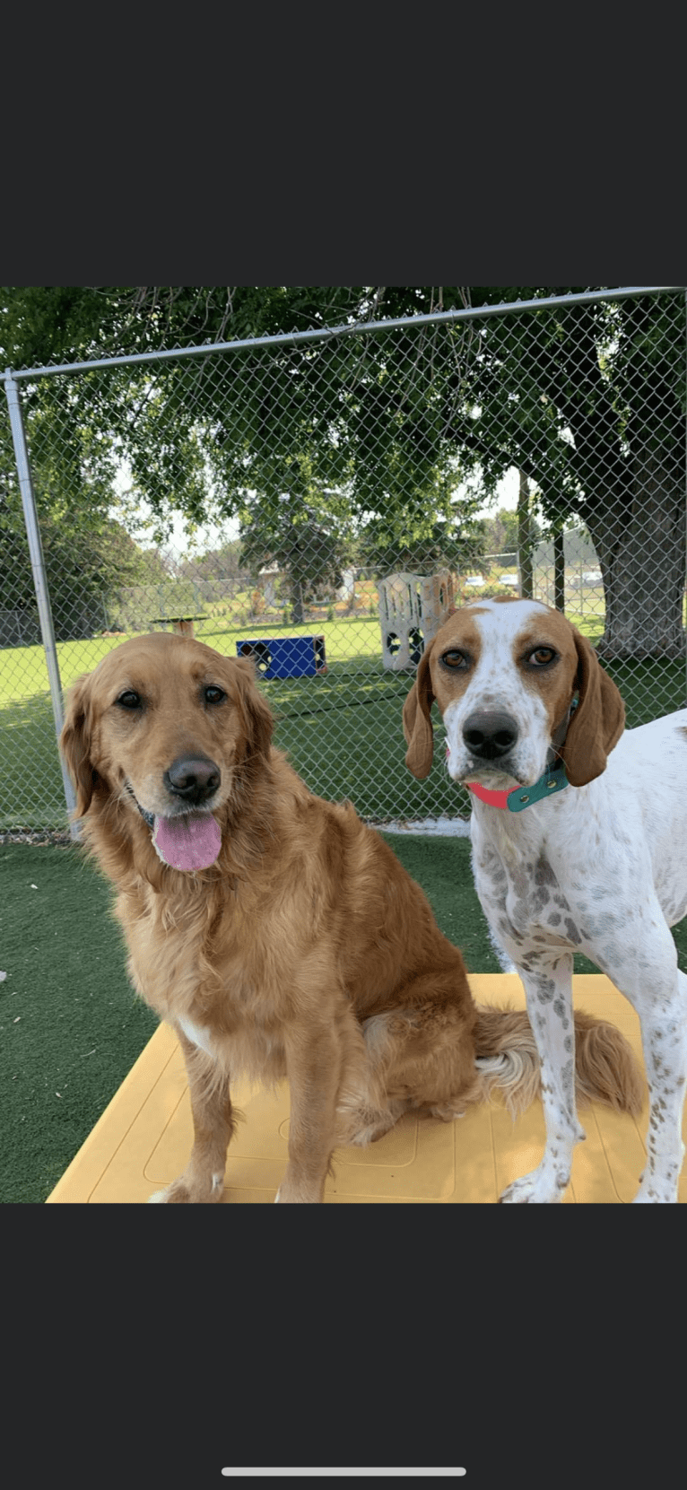 Texie, a Pointer and Llewellin Setter mix tested with EmbarkVet.com