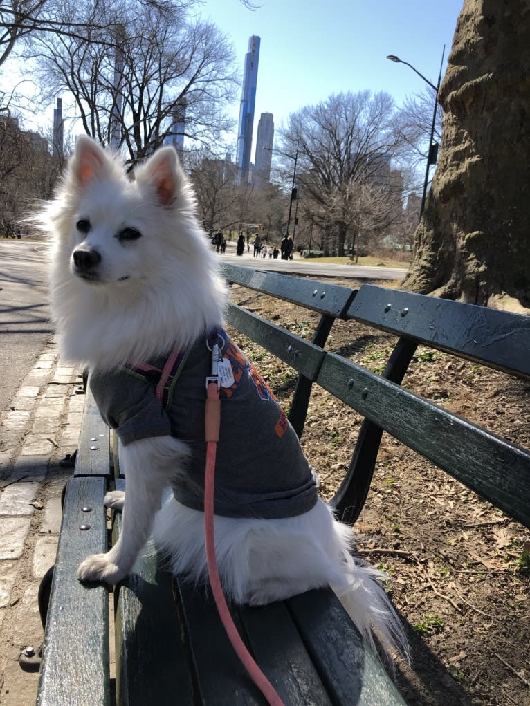 Schlott, an American Eskimo Dog tested with EmbarkVet.com