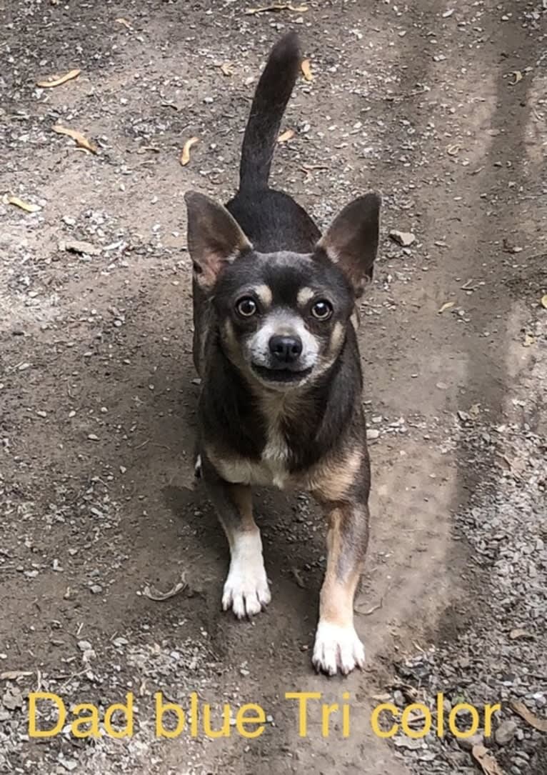 Chico Matos, a Chihuahua tested with EmbarkVet.com