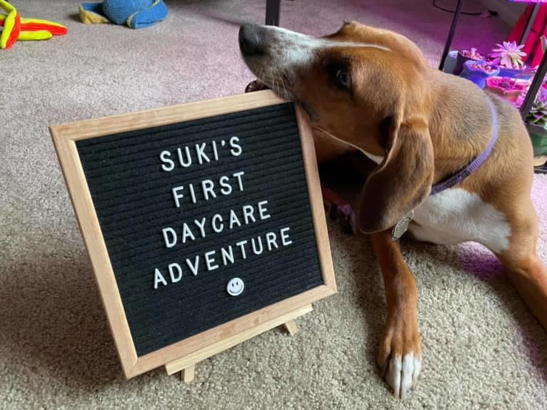 Suki, an American Foxhound tested with EmbarkVet.com