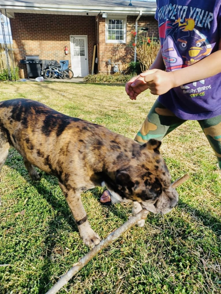 Oreo, a Bulldog and Boxer mix tested with EmbarkVet.com