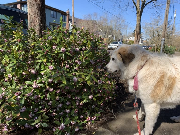 Moo Moo, a Great Pyrenees and German Shepherd Dog mix tested with EmbarkVet.com