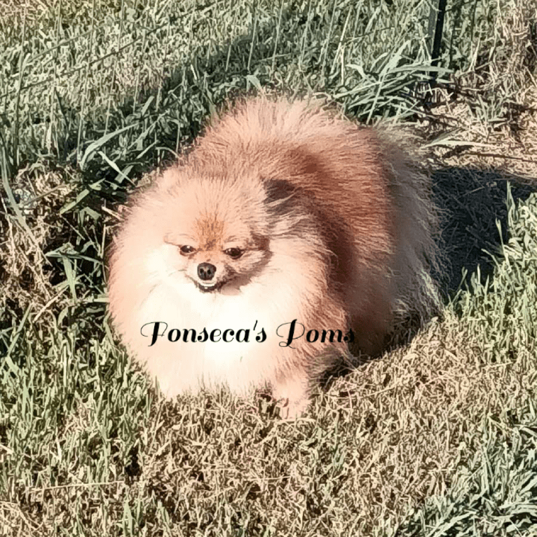 Hope, a Pomeranian tested with EmbarkVet.com