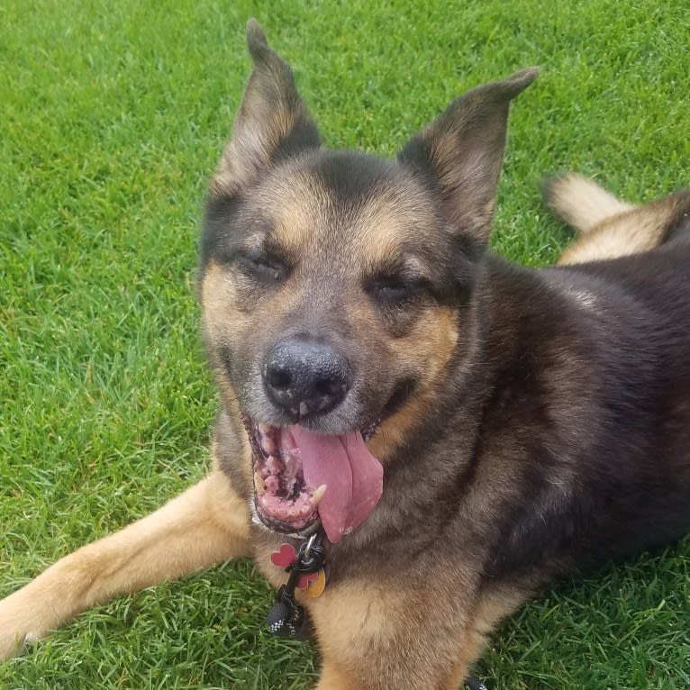 Doozie, a German Shepherd Dog and Australian Cattle Dog mix tested with EmbarkVet.com