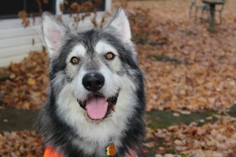 Ragnar, a German Shepherd Dog and Alaskan Malamute mix tested with EmbarkVet.com