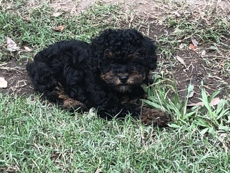 Remi, a Poodle (Small) tested with EmbarkVet.com