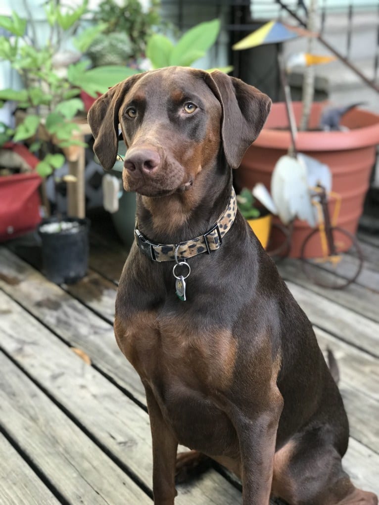 Minerva, a Doberman Pinscher and Golden Retriever mix tested with EmbarkVet.com