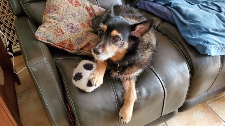 Baylee, a Yorkshire Terrier and German Shepherd Dog mix tested with EmbarkVet.com