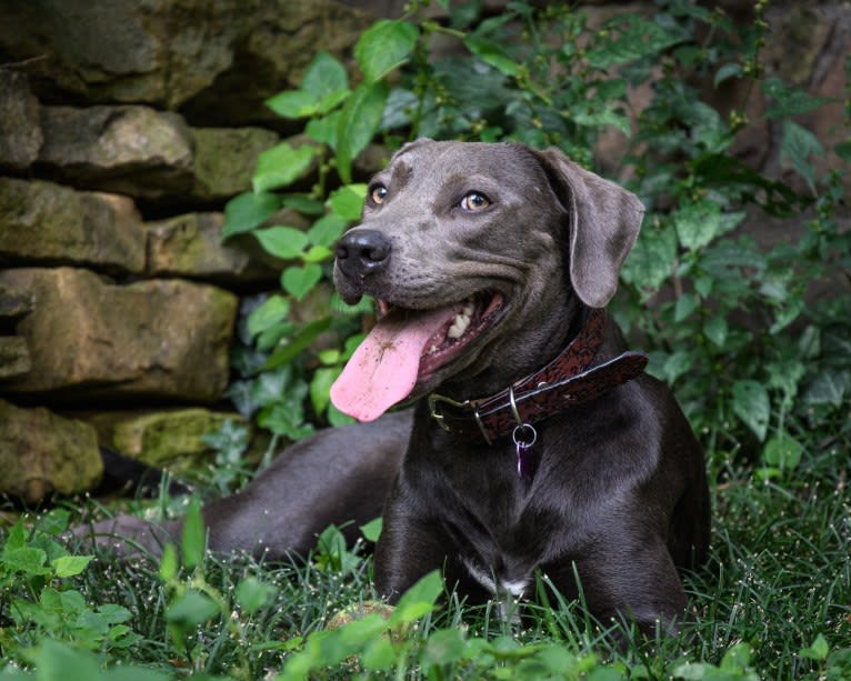 Sophie, a Labrador Retriever and American Pit Bull Terrier mix tested with EmbarkVet.com