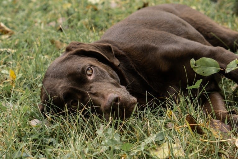 TILDEN'S THEIA, a Labrador Retriever and German Shorthaired Pointer mix tested with EmbarkVet.com