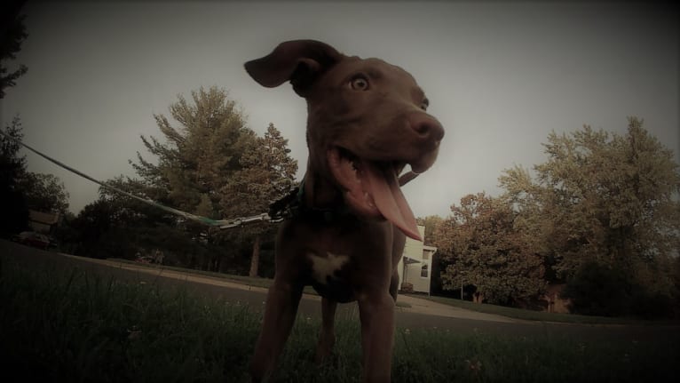Cisco, an American Pit Bull Terrier and Labrador Retriever mix tested with EmbarkVet.com