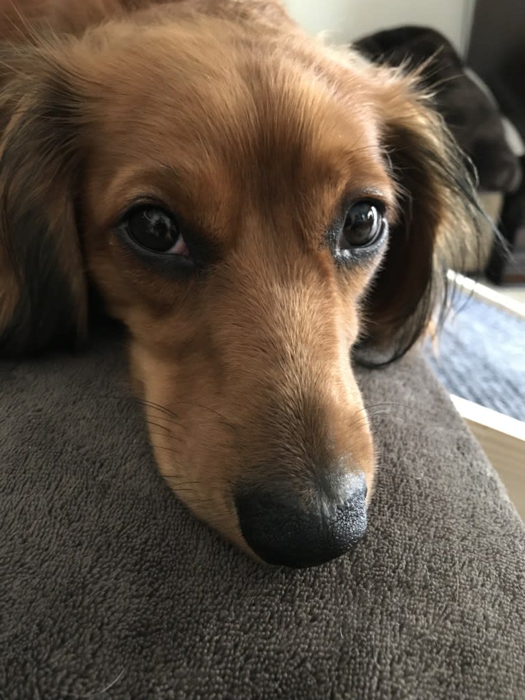 Hattie, a Dachshund (4.3% unresolved) tested with EmbarkVet.com