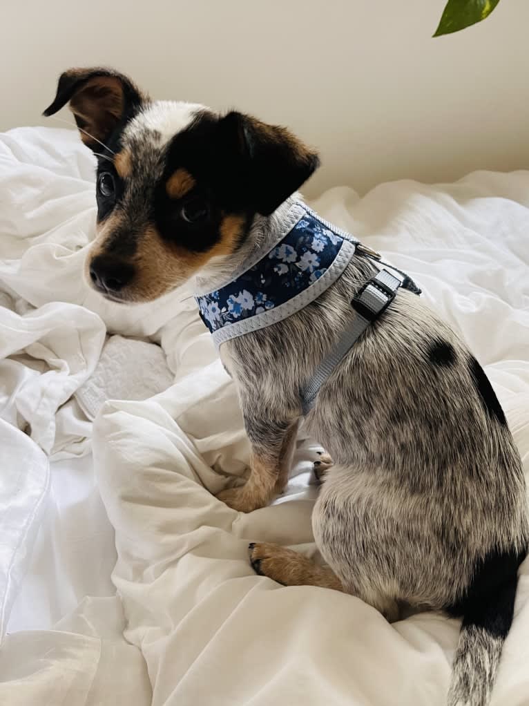Pepper, a Chihuahua and Australian Cattle Dog mix tested with EmbarkVet.com