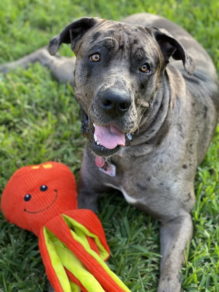 Ragnar Lothbrok, a Great Dane and Neapolitan Mastiff mix tested with EmbarkVet.com