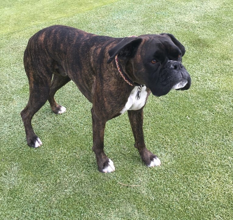 Murray, a Boxer tested with EmbarkVet.com