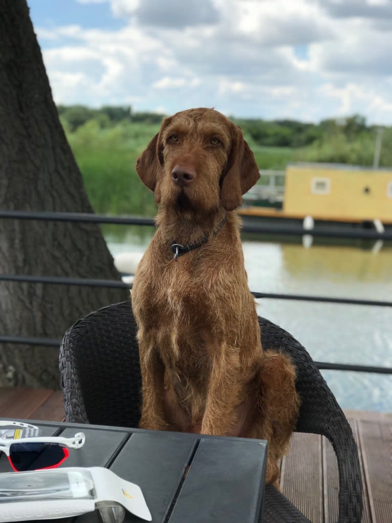 Zoldmali Jager, a Wirehaired Vizsla tested with EmbarkVet.com