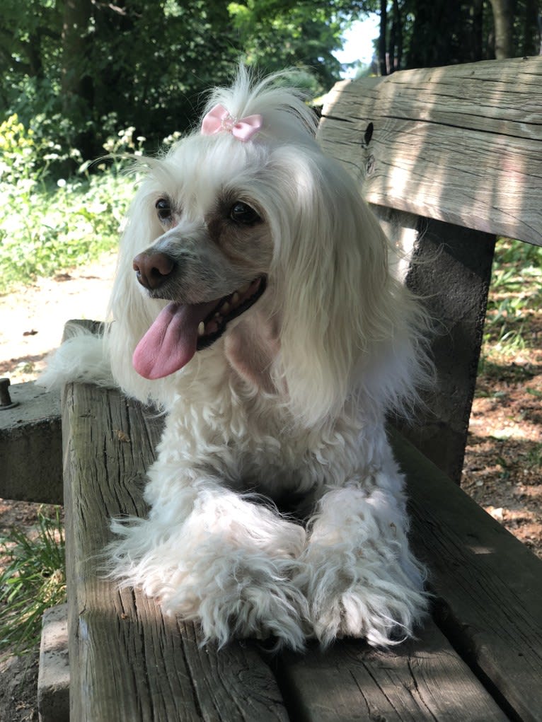 Aywa, a Chinese Crested tested with EmbarkVet.com