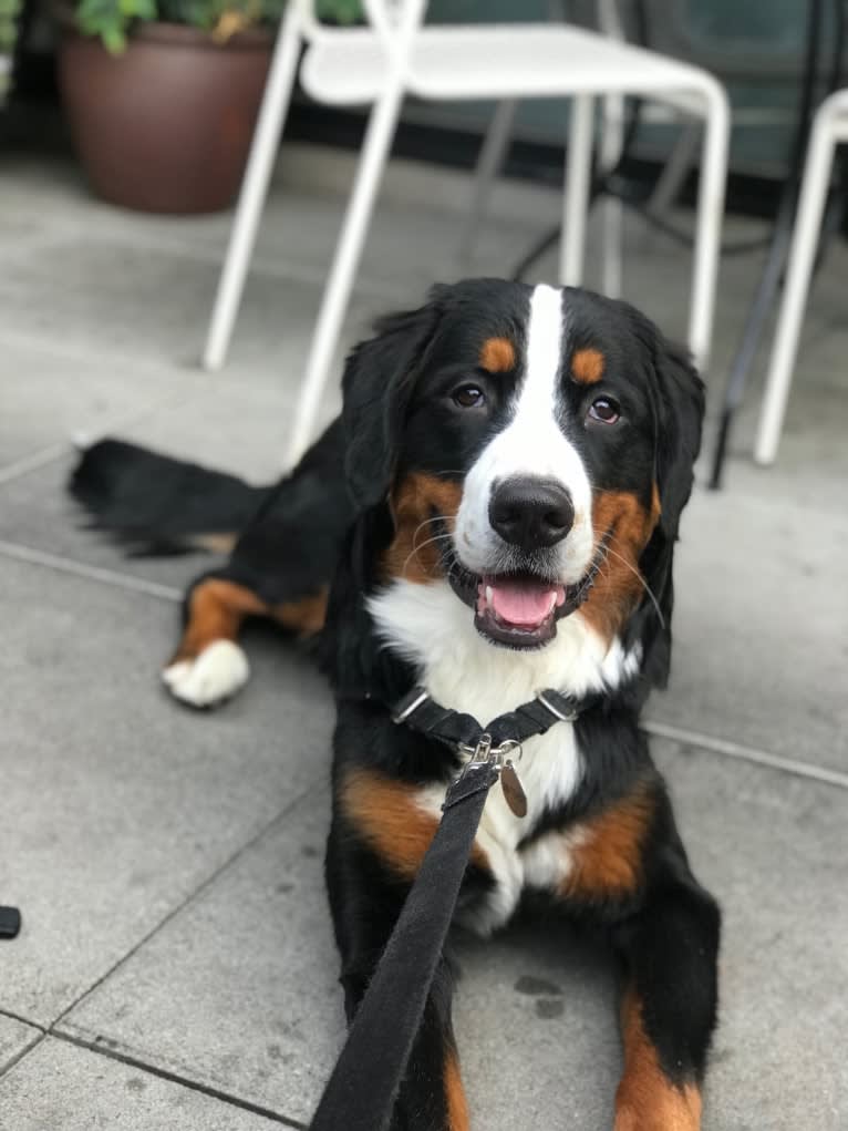 Teddy, a Bernese Mountain Dog tested with EmbarkVet.com