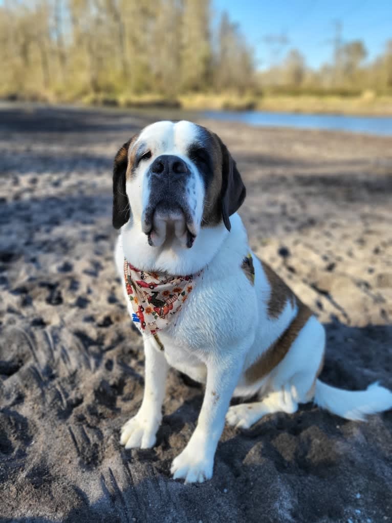 Milhouse "Millie", a Saint Bernard tested with EmbarkVet.com