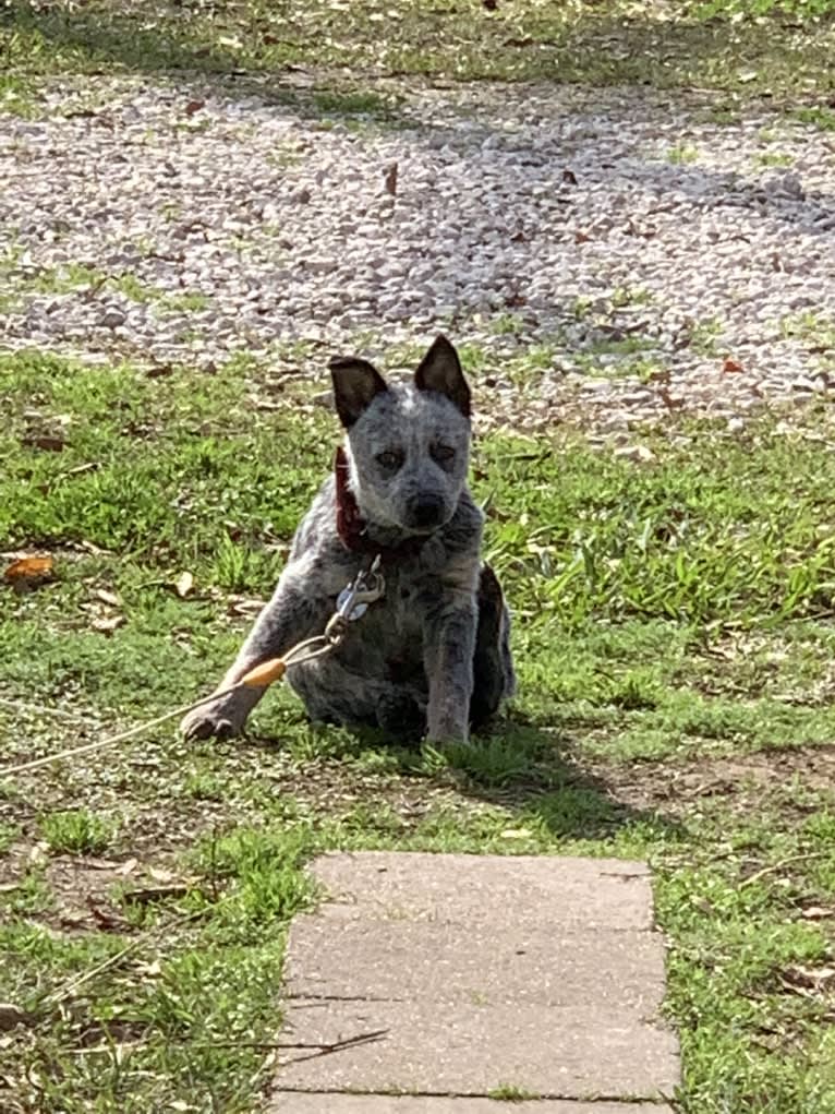 Chomp, an Australian Cattle Dog tested with EmbarkVet.com