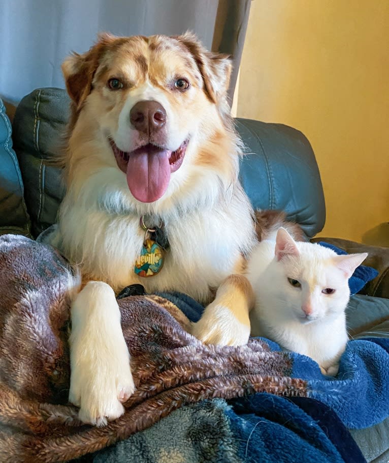 Neville, an Australian Shepherd tested with EmbarkVet.com