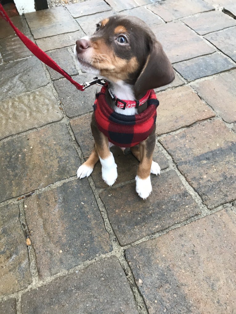 Beowulf, a Miniature Pinscher and Beagle mix tested with EmbarkVet.com