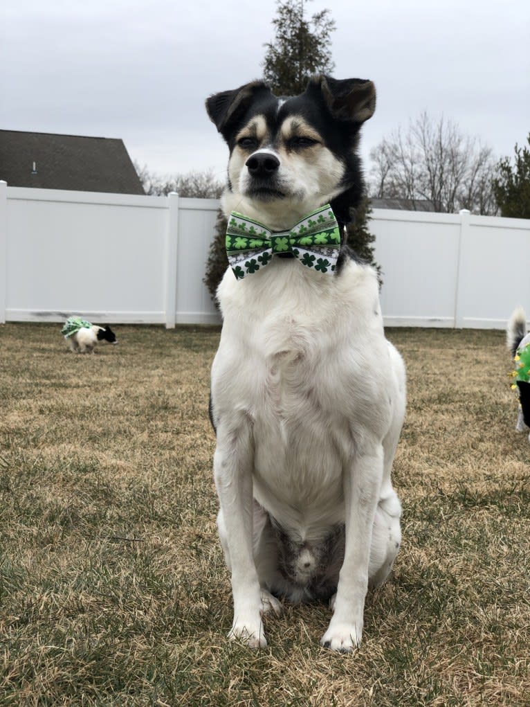 Daxter, a Chihuahua and American Eskimo Dog mix tested with EmbarkVet.com