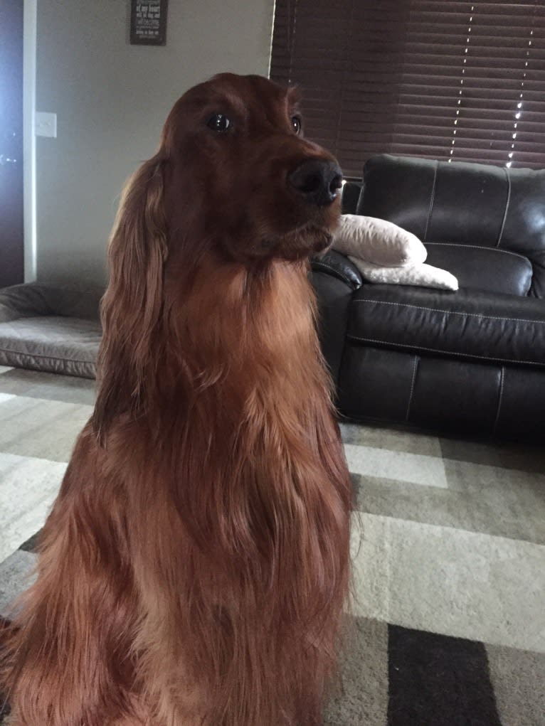 Emmet, an Irish Setter tested with EmbarkVet.com