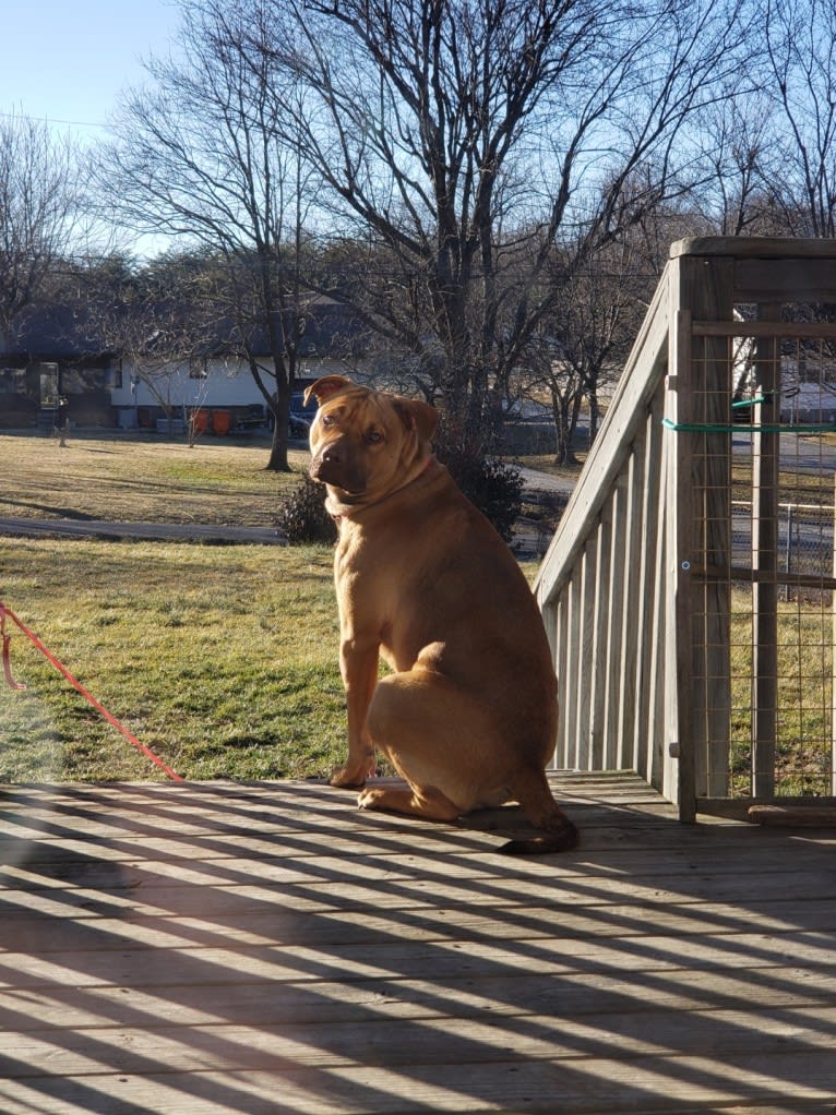 Ruckus, an American Pit Bull Terrier and Labrador Retriever mix tested with EmbarkVet.com