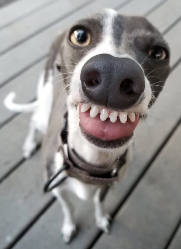 Bonedaddy Bowie, an Italian Greyhound tested with EmbarkVet.com