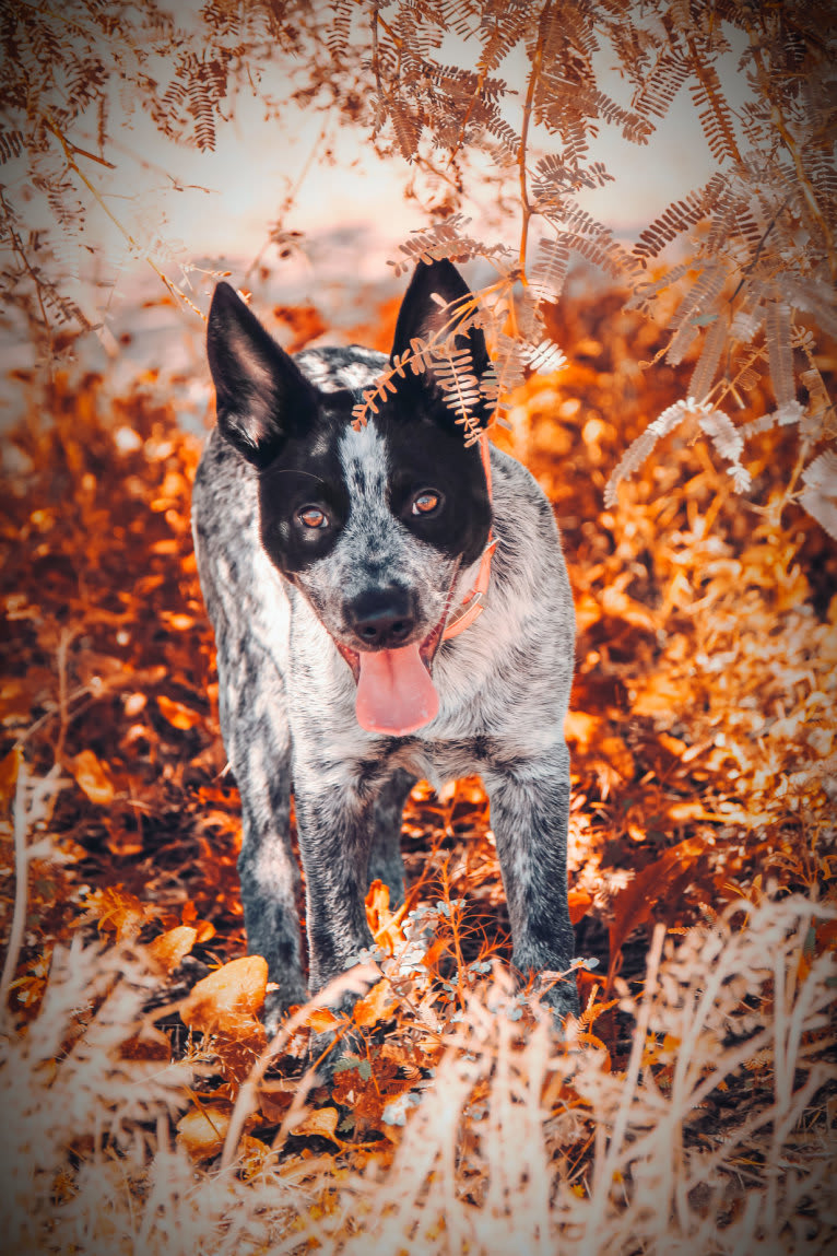 Bruce, an Australian Cattle Dog tested with EmbarkVet.com