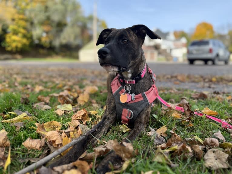 Winnie, an American Pit Bull Terrier and American Bulldog mix tested with EmbarkVet.com