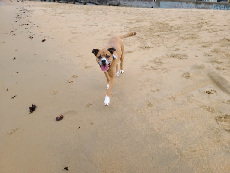 Kiah, an Australian Shepherd and Boxer mix tested with EmbarkVet.com