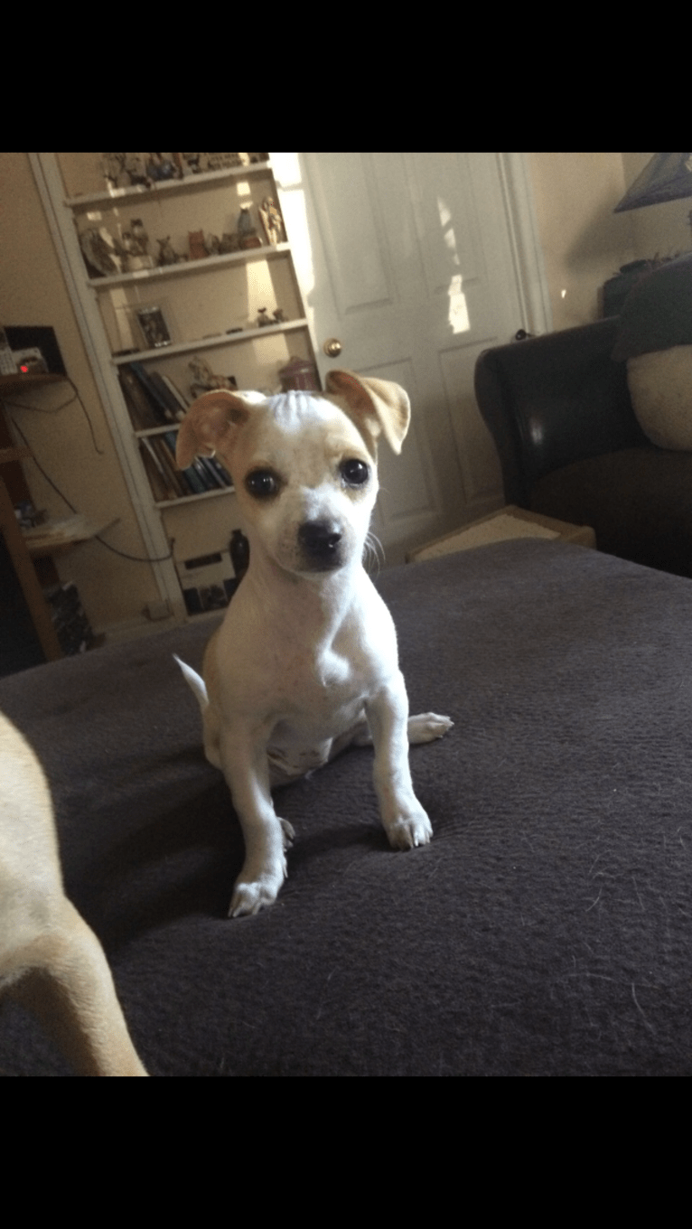 Twinky, a Chihuahua and Shih Tzu mix tested with EmbarkVet.com