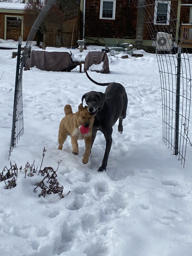 Gideon, an American Pit Bull Terrier and Great Pyrenees mix tested with EmbarkVet.com