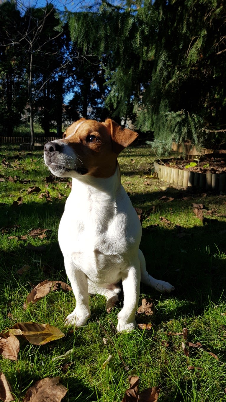 Skippy, a Russell-type Terrier and Smooth Fox Terrier mix tested with EmbarkVet.com