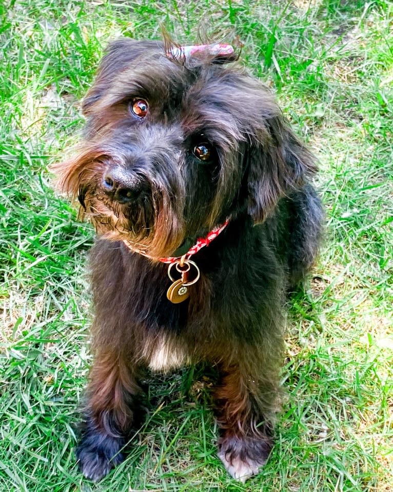 Poppy, a Miniature Schnauzer tested with EmbarkVet.com